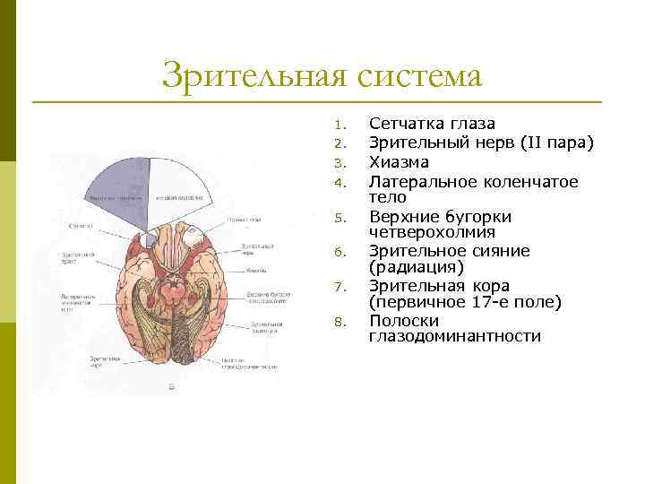 Зрительная система 1. 2. 3. 4. 5. 6. 7. 8. Сетчатка глаза Зрительный нерв