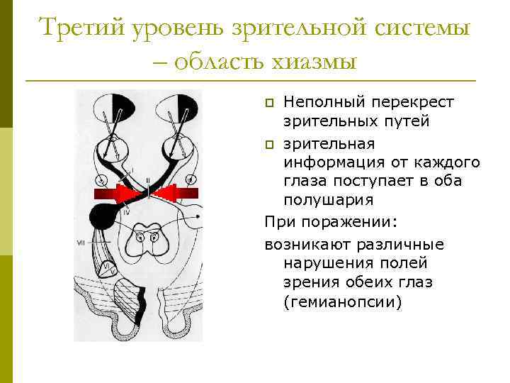 Третий уровень зрительной системы – область хиазмы Неполный перекрест зрительных путей p зрительная информация