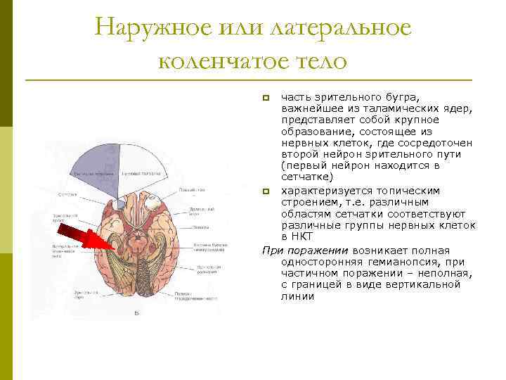 Наружное или латеральное коленчатое тело часть зрительного бугра, важнейшее из таламических ядер, представляет собой