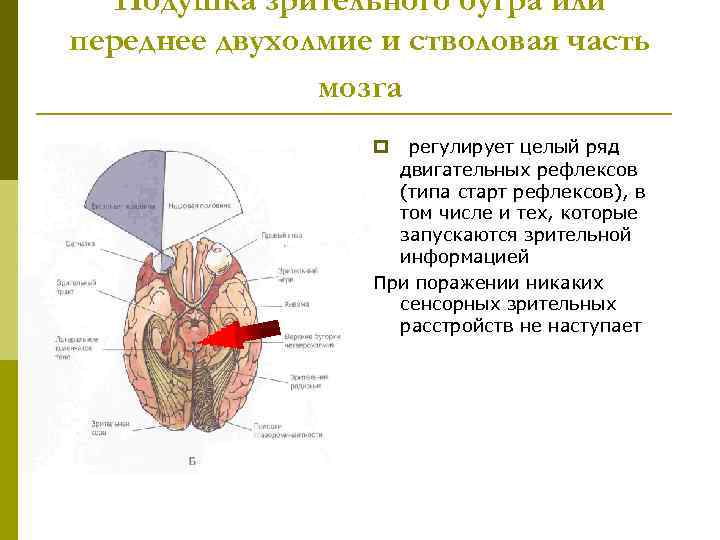 Подушка зрительного бугра или переднее двухолмие и стволовая часть мозга регулирует целый ряд двигательных