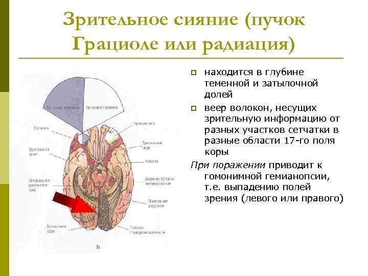 Зрительное сияние (пучок Грациоле или радиация) находится в глубине теменной и затылочной долей p