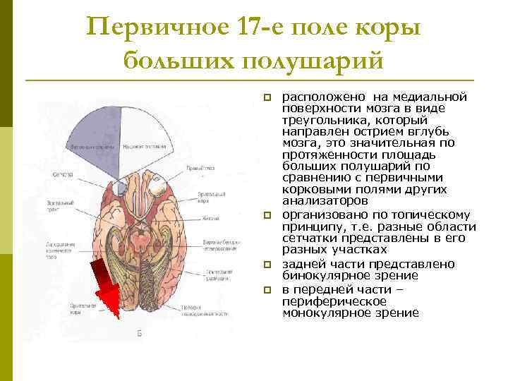 Первичное 17 -е поле коры больших полушарий p p расположено на медиальной поверхности мозга