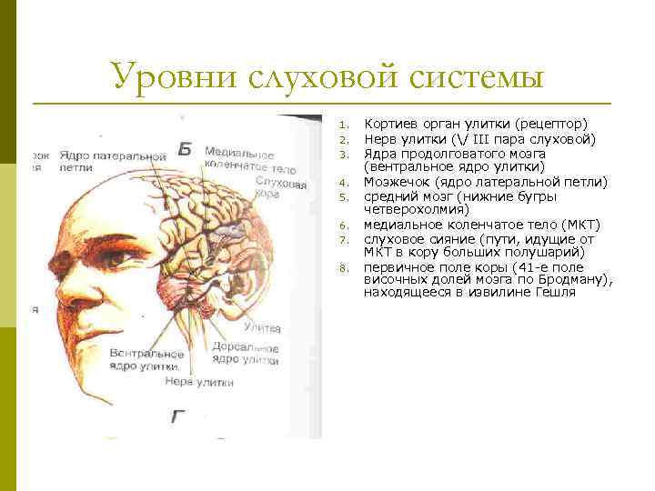 Уровни слуховой системы 1. 2. 3. 4. 5. 6. 7. 8. Кортиев орган улитки