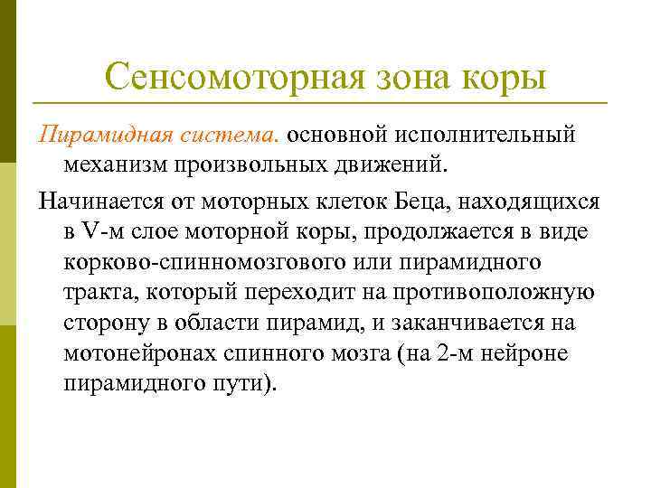 Сенсомоторная зона коры Пирамидная система. основной исполнительный механизм произвольных движений. Начинается от моторных клеток
