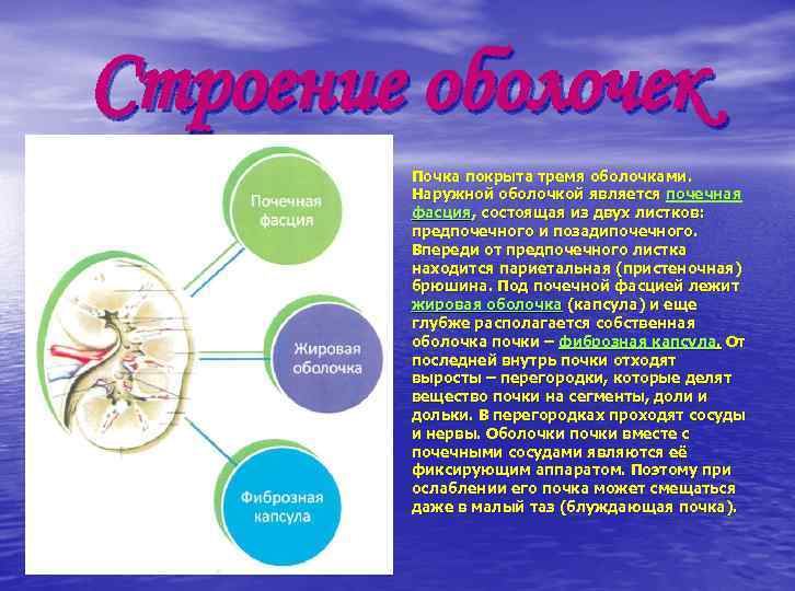 Фиброзная оболочка строение и функции. Оболочки почки. Оболочки почки анатомия. Схема оболочек почки. Оболочками почки являются.