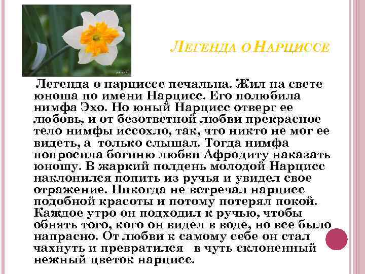 ЛЕГЕНДА О НАРЦИССЕ Легенда о нарциссе печальна. Жил на свете юноша по имени Нарцисс.