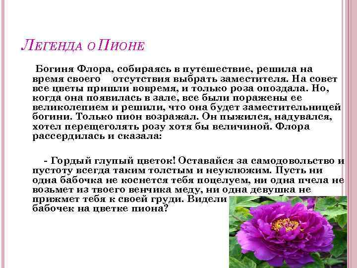ЛЕГЕНДА О ПИОНЕ Богиня Флора, собираясь в путешествие, решила на время своего отсутствия выбрать