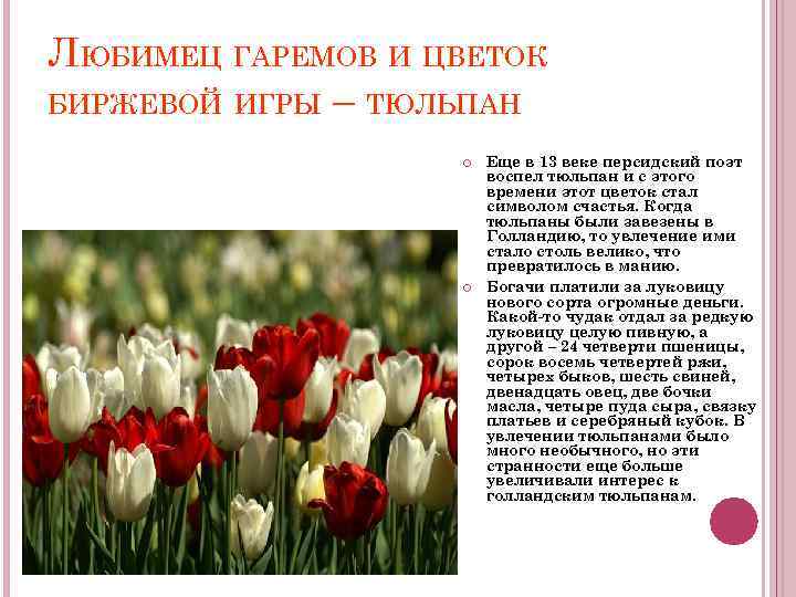 ЛЮБИМЕЦ ГАРЕМОВ И ЦВЕТОК БИРЖЕВОЙ ИГРЫ – ТЮЛЬПАН Еще в 13 веке персидский поэт