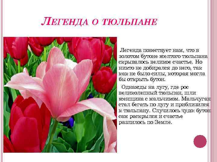 ЛЕГЕНДА О ТЮЛЬПАНЕ Легенда повествует нам, что в золотом бутоне желтого тюльпана скрывалось великое