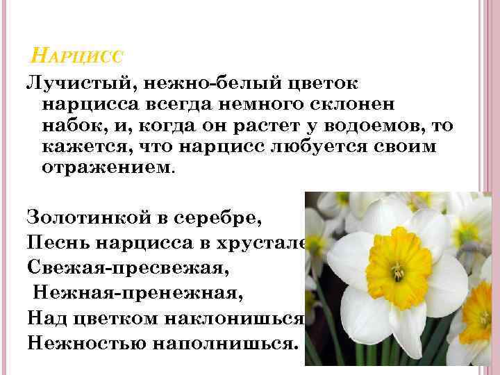 НАРЦИСС Лучистый, нежно-белый цветок нарцисса всегда немного склонен набок, и, когда он растет у