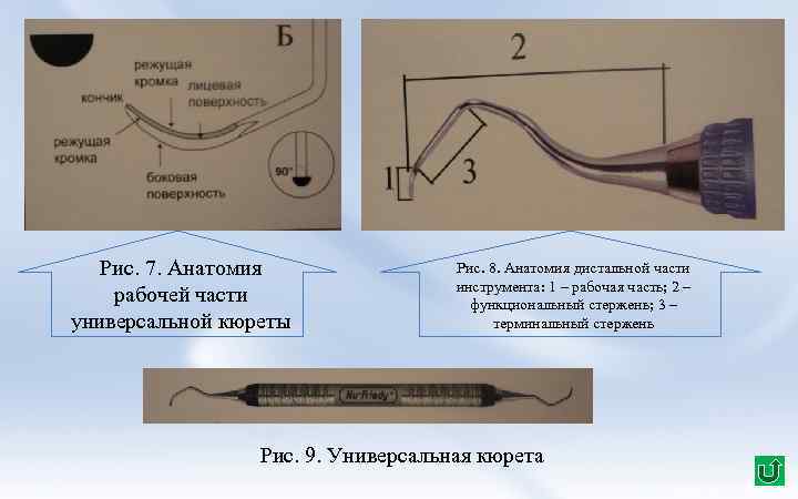 Рис. 7. Анатомия рабочей части универсальной кюреты Рис. 8. Анатомия дистальной части инструмента: 1