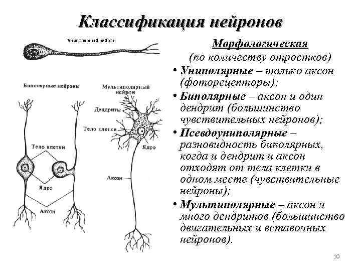 Псевдоуниполярный нейрон обозначен на рисунке