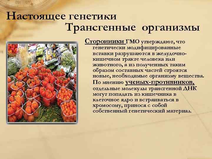 Настоящее генетики Трансгенные организмы Сторонники ГМО утверждают, что генетически модифицированные вставки разрушаются в желудочнокишечном