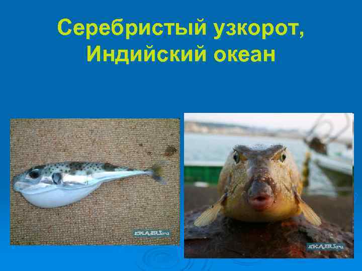 Серебристый узкорот, Индийский океан 