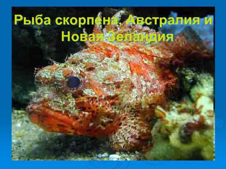 Рыба скорпена, Австралия и Новая Зеландия 