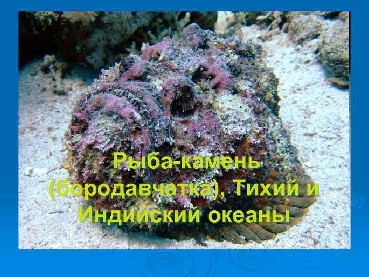 Рыба-камень (бородавчатка), Тихий и Индийский океаны 