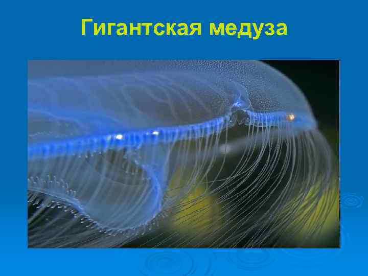 Гигантская медуза 