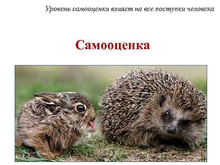 Уровень самооценки влияет на все поступки человека Самооценка 