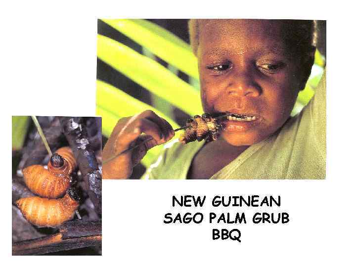 NEW GUINEAN SAGO PALM GRUB BBQ 