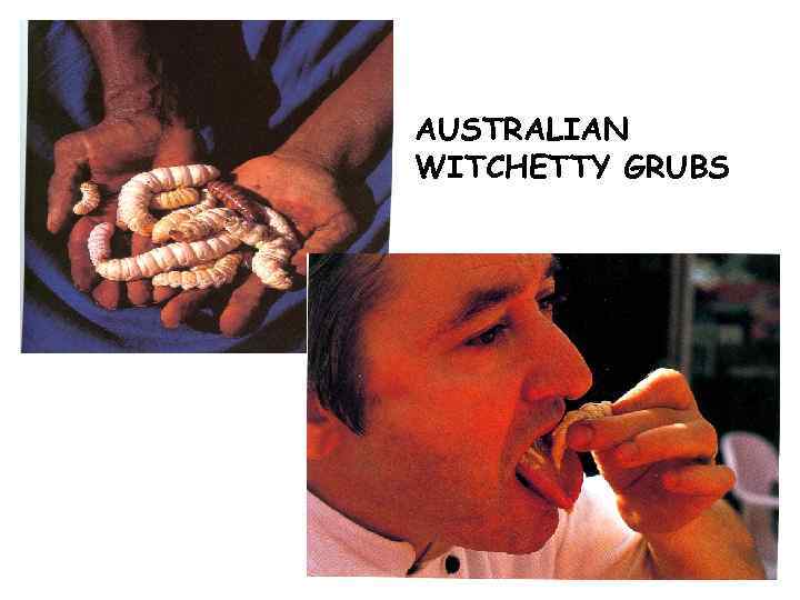 AUSTRALIAN WITCHETTY GRUBS 