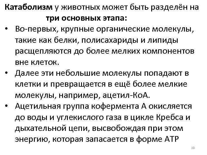 Катаболизм у животных может быть разделён на три основных этапа: • Во-первых, крупные органические