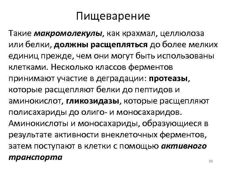 Пищеварение Такие макромолекулы, как крахмал, целлюлоза или белки, должны расщепляться до более мелких единиц
