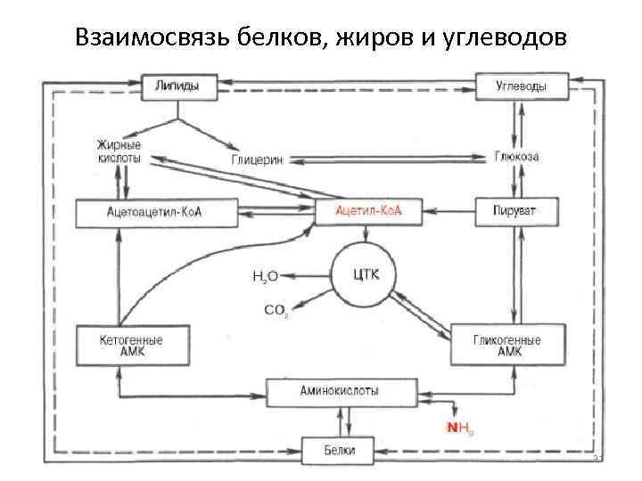 Взаимосвязь белков, жиров и углеводов 31 