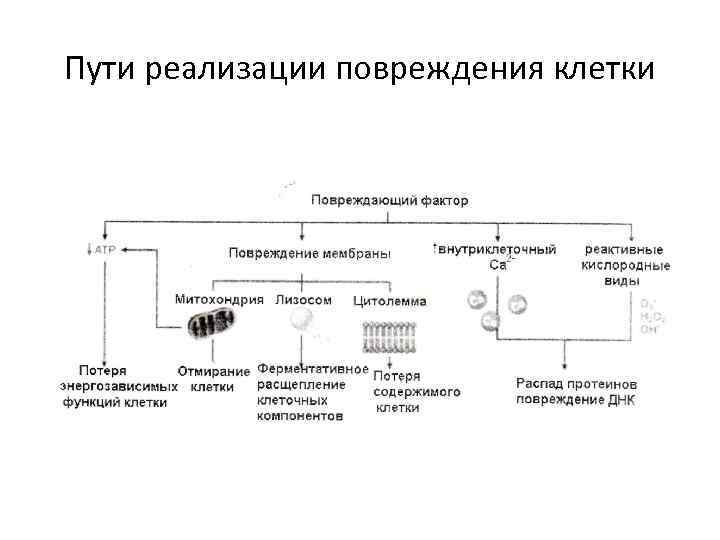 Пути реализации повреждения клетки 