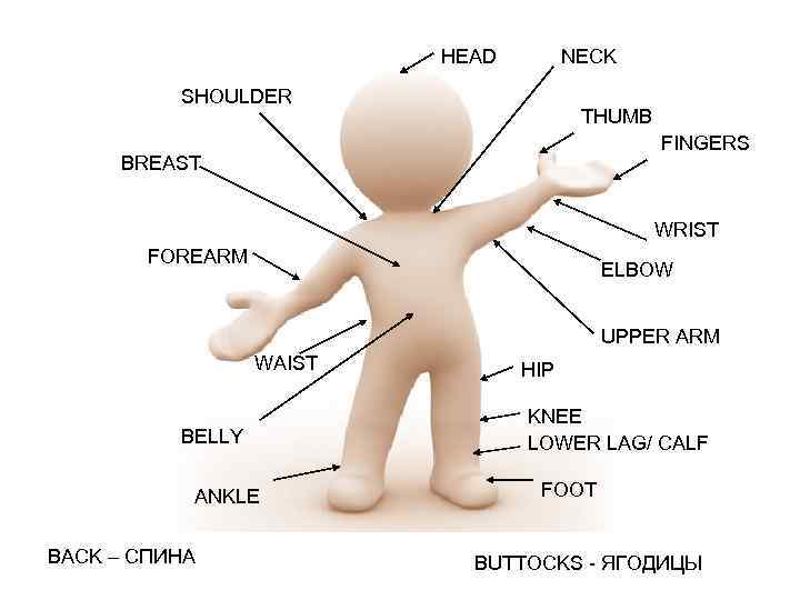 HEAD NECK SHOULDER THUMB FINGERS BREAST WRIST FOREARM ELBOW UPPER ARM WAIST BELLY ANKLE