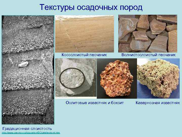 Текстуры осадочных пород • • Косая слоистость в песчанике Косослоистый песчаник Волнистослоистый песчаник Оолитовые