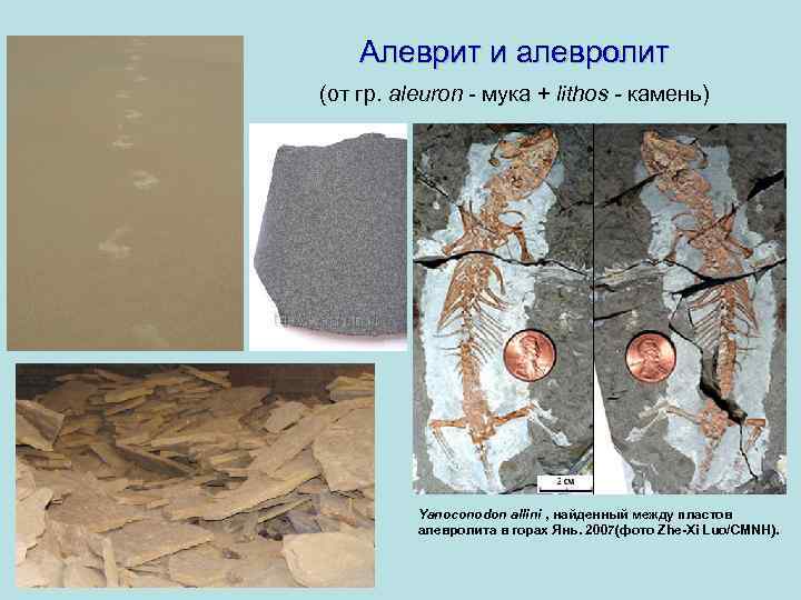 Алеврит и алевролит (от гр. aleuron - мука + lithos - камень) . http: