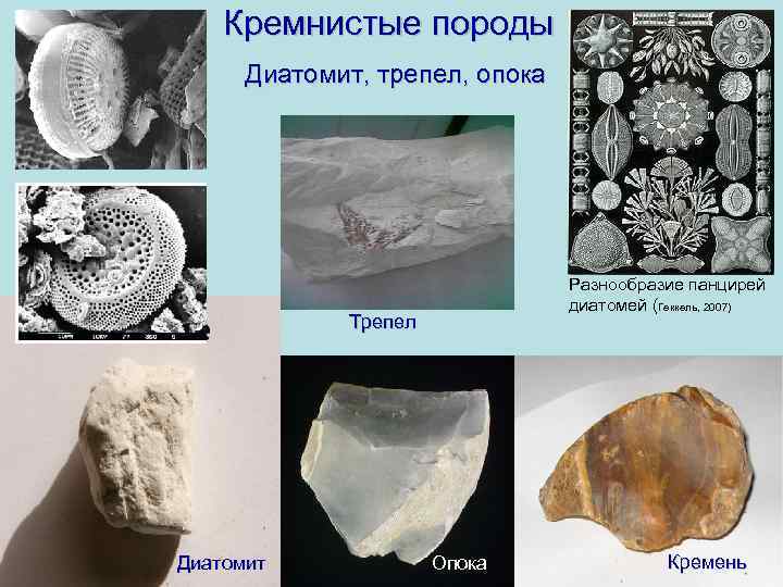  Кремнистые породы Диатомит, трепел, опока Разнообразие панцирей диатомей (Геккель, 2007) Трепел Диатомит Опока