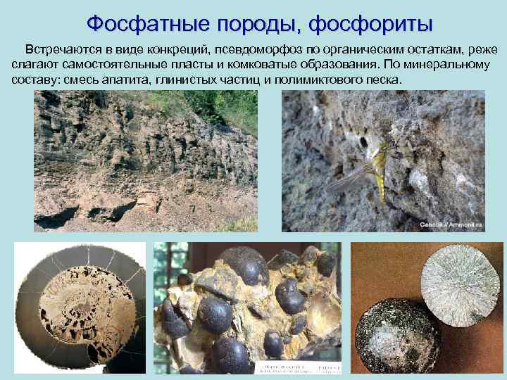 Фосфатные породы, фосфориты Встречаются в виде конкреций, псевдоморфоз по органическим остаткам, реже слагают самостоятельные