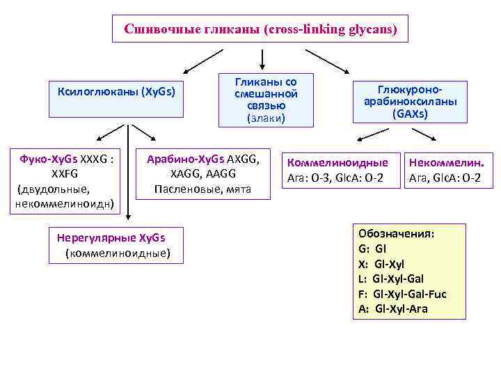 Сшивочные гликаны (cross-linking glycans) Ксилоглюканы (Xy. Gs) Фуко-Xy. Gs XXXG : XXFG (двудольные, некоммелиноидн)