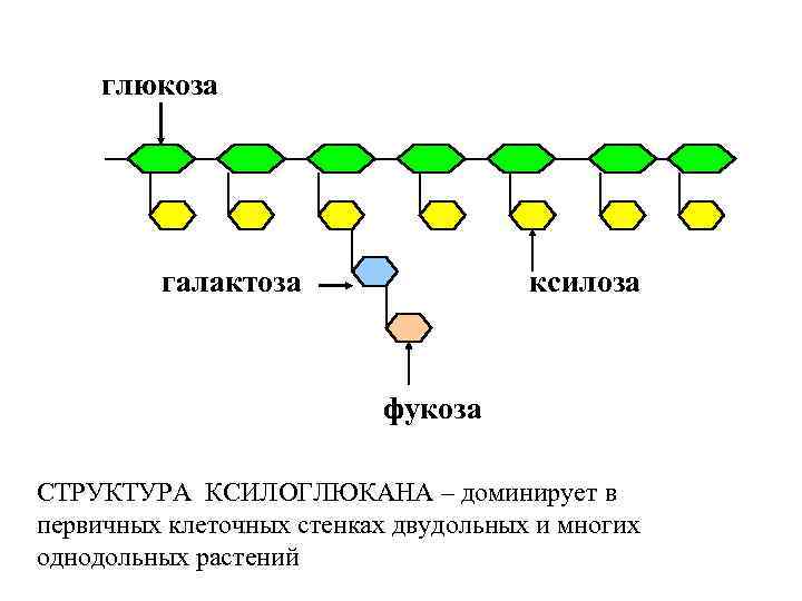 Белком клеточной стенки