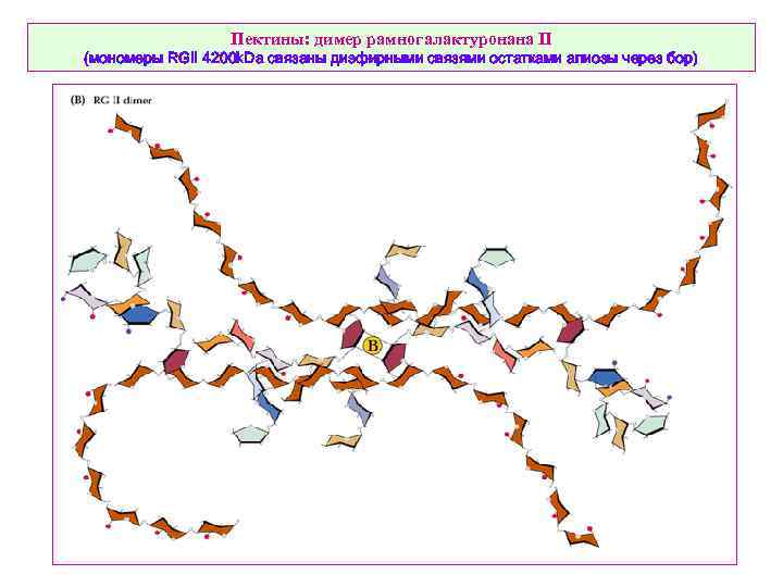 Пектины: димер рамногалактуронана II (мономеры RGII 4200 k. Da связаны диэфирными связями остатками апиозы