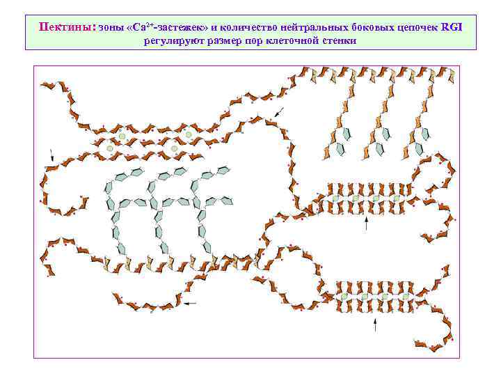 Пектины: зоны «Ca 2+-застежек» и количество нейтральных боковых цепочек RGI регулируют размер пор клеточной