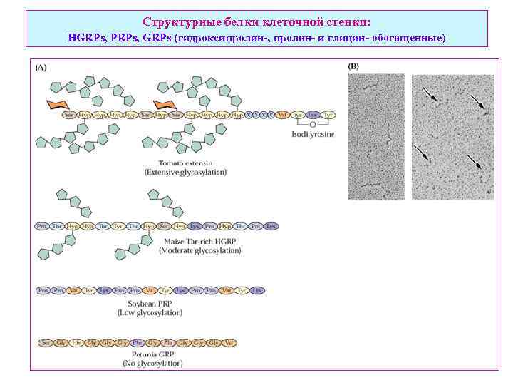 Структурные белки клеточной стенки: HGRPs, PRPs, GRPs (гидроксипролин-, пролин- и глицин- обогащенные) 