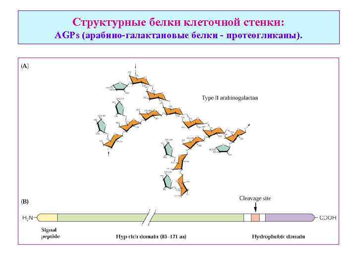 Структурные белки клеточной стенки: AGPs (арабино-галактановые белки - протеогликаны). 