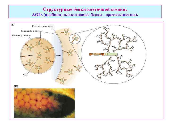 Структурные белки клеточной стенки: AGPs (арабино-галактановые белки - протеогликаны). 