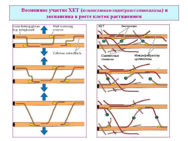 Возможное участие ХЕТ (ксилоглюкан-эндотрансгликозилазы) и экспансина в росте клеток растяжением 