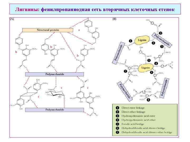 Лигнины: фенилпропаниодная сеть вторичных клеточных стенок 