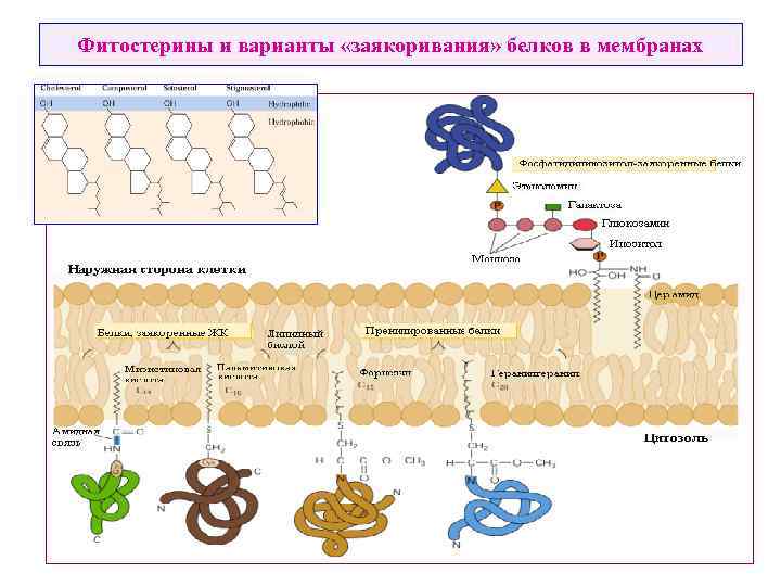 Фитостерины и варианты «заякоривания» белков в мембранах 