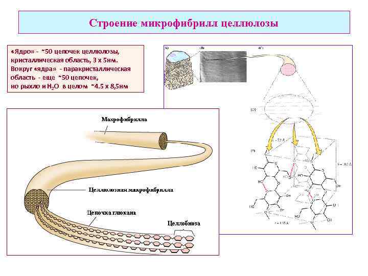 Строение микрофибрилл целлюлозы «Ядро» - ~50 цепочек целлюлозы, кристаллическая область, 3 х 5 нм.