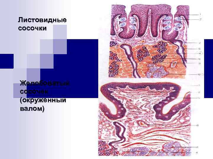 Листовидные сосочки Желобоватый сосочек (окруженный валом) 