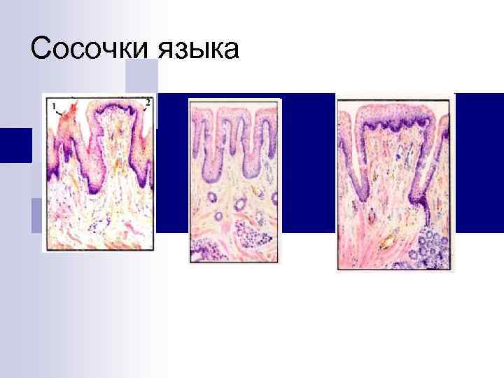 Сосочки языка 