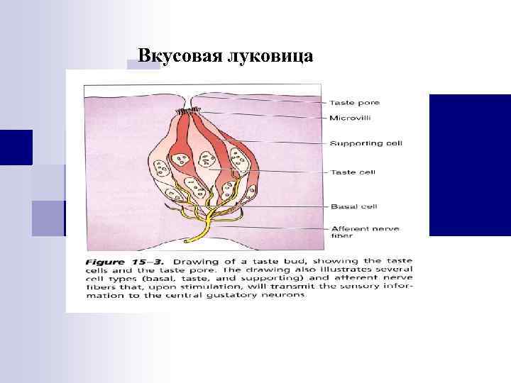 Вкусовая луковица 