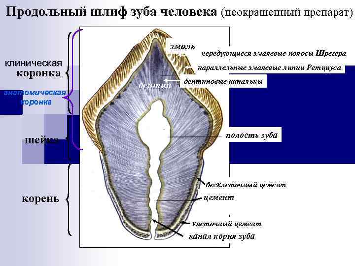 Продольный шлиф зуба человека (неокрашенный препарат) эмаль клиническая параллельные эмалевые линии Ретциуса коронка анатомическая