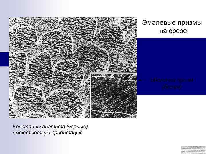 Эмалевые призмы на срезе оболочка призм (белая) Кристаллы апатита (черные) имеют четкую ориентацию 