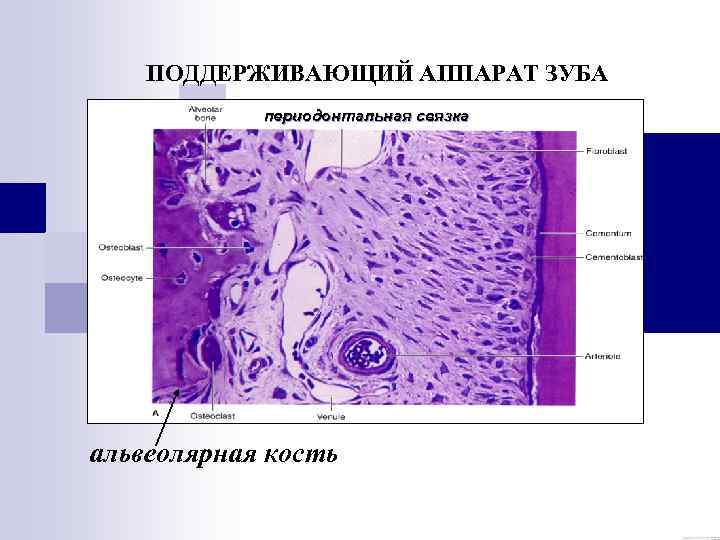 ПОДДЕРЖИВАЮЩИЙ АППАРАТ ЗУБА периодонтальная связка альвеолярная кость 